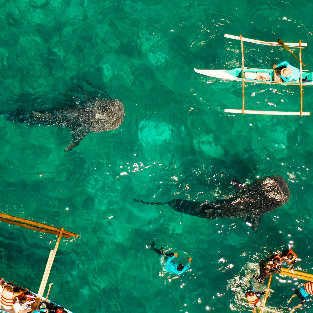 Swim with Giants, Soak in Sun – Discover Cebu