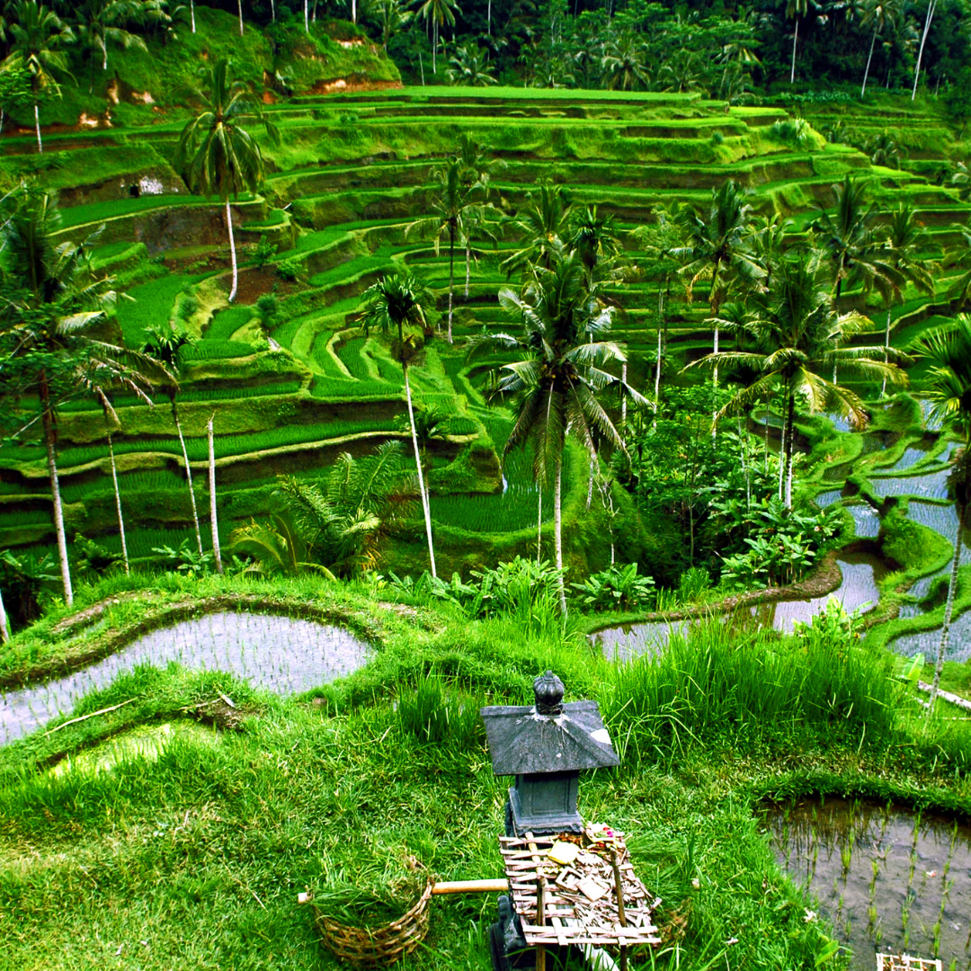 Feel the Magic of Bali!